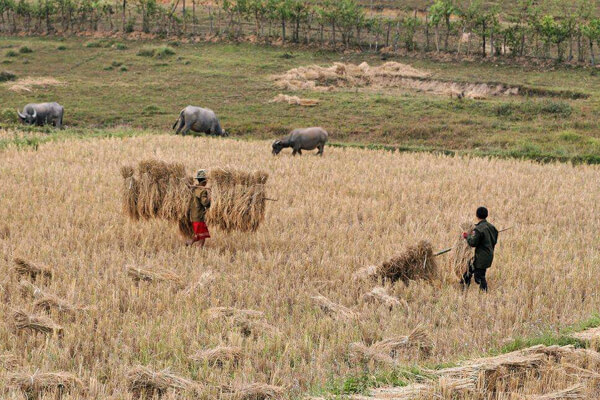 working-on-fields-in-Xieng-Khouang, Laos vacation