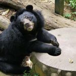 Bear Sanctuary, Laos Trips