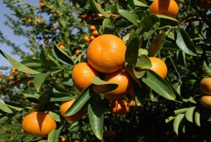 Citrus production is being developed in Laos