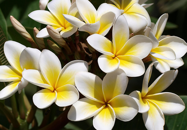 Champa Flower Champa Flower