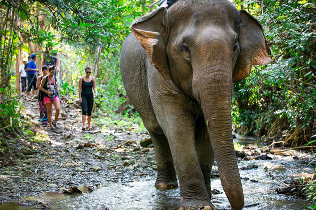 Elephant is considered national animal of Laos