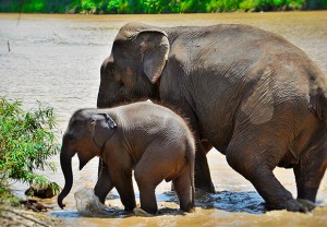 Elephant village, Laos Tours