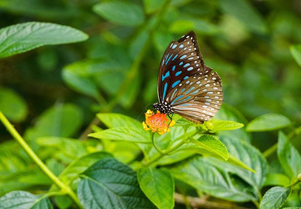 Kuang Si Butterfly Park with a variety of butterflies, Laos vacations 