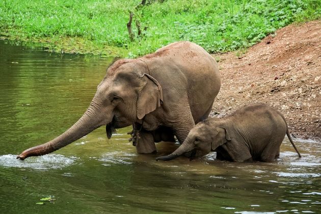 Why Is Elephant The National Animal of Laos? - Laos Tours