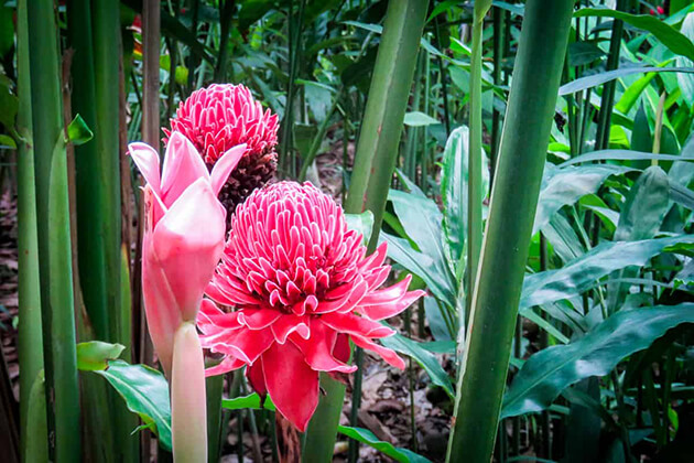 Pha-Tad-Ke-Botanical-Garden-in-Luang-Prabang tour
