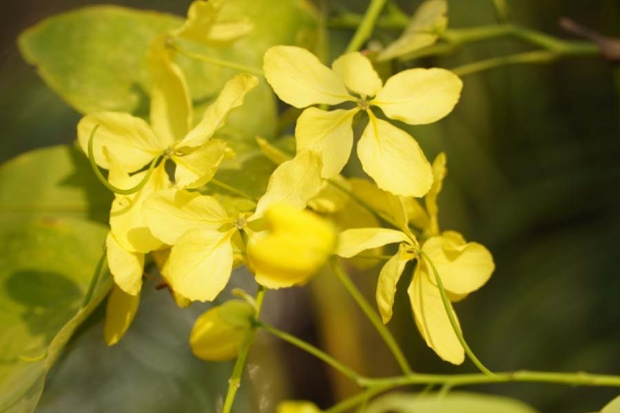 Khun Flower the Symbol of Luck in Laos Laos Tours