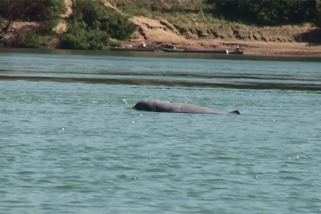 Irrawaddy Mekong Dolphin, Laos tours