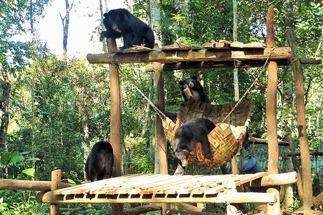 Kuang Si Bear Rescue , Laos Tour Vacations