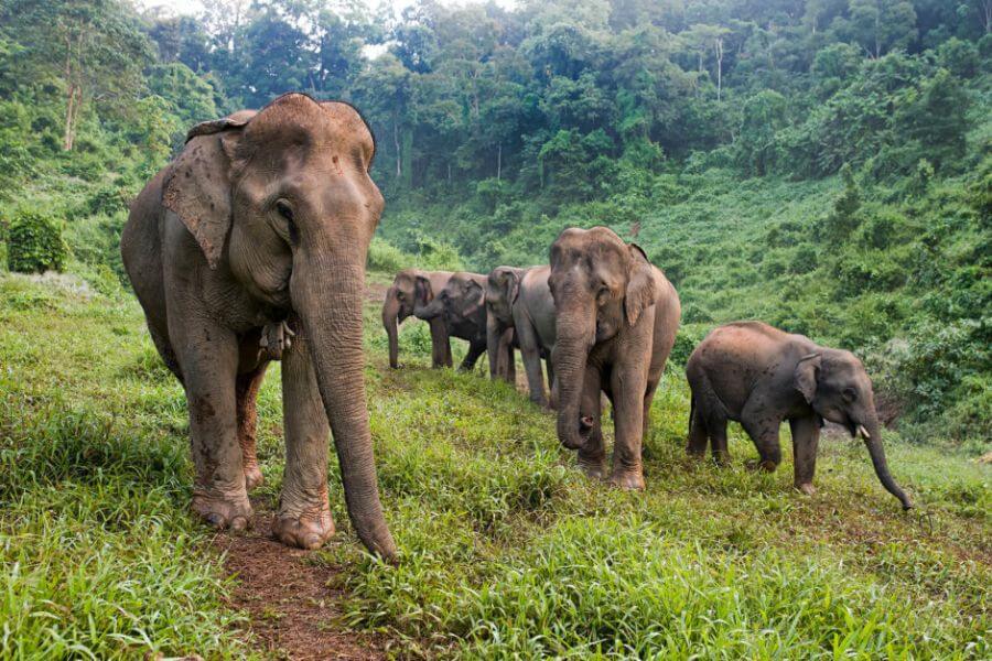 Elephant Sanctuaries in Laos - Laos trip