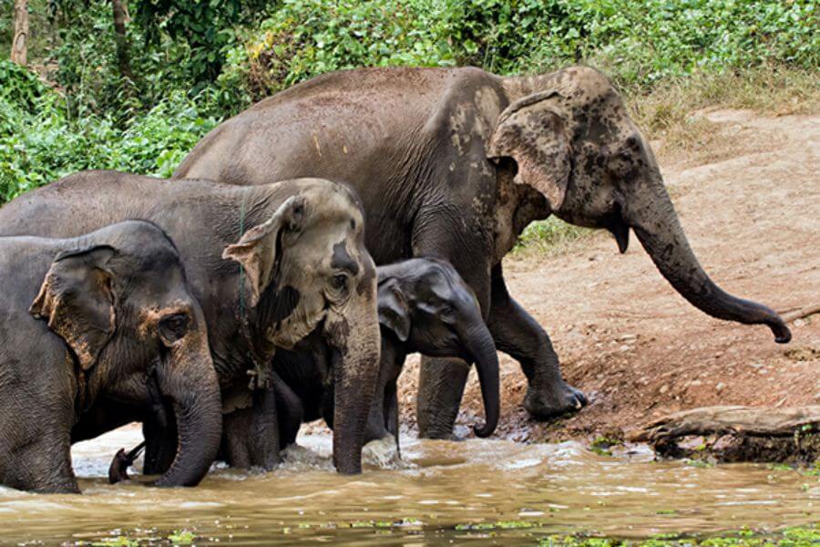Elephants in Laos - Laos trip 
