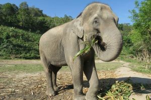 Elephant Sanctuaries in Laos -Laos tour packages
