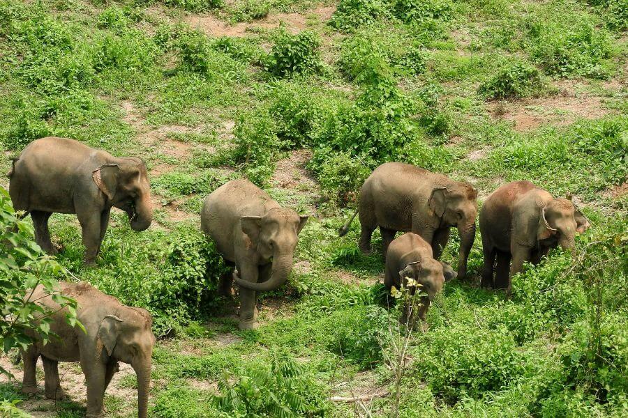 MandaLao Elephant Conservation - Laos trip