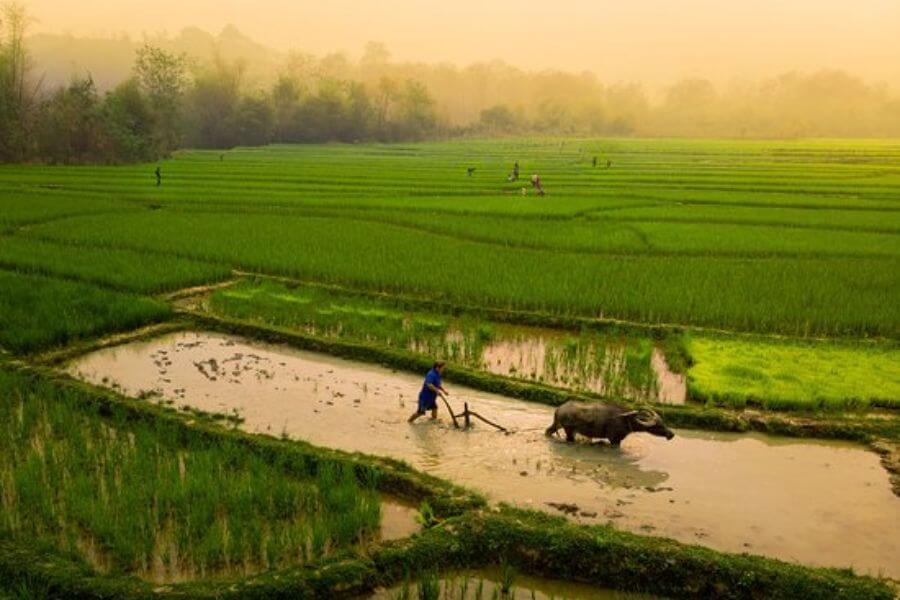 Rice farming in Laos - Laos tour