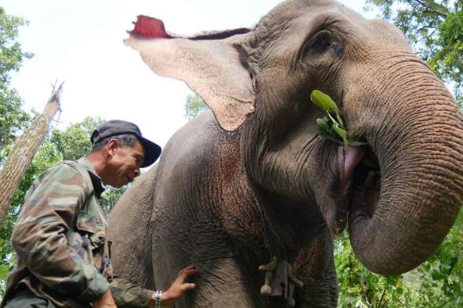 elephant conservation center laos - Laos tour packages